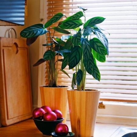 Stergerea de praf a plantelor de interior